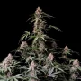 Семена конопли AMNESIA Z (Amnesia Zkittlez) Auto от Fast Buds